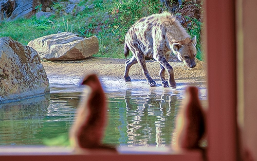 Hyäne streift durch ihr Revier, Erdmännchen beobachten jeden Schritt